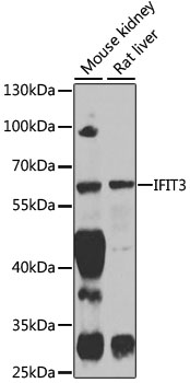 Anti-IFIT3 Antibody (CAB3924)