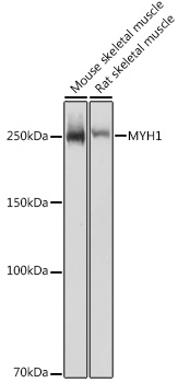 Anti-MYH1 Antibody (CAB6935)