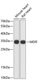 Anti-MDFI Antibody (CAB13709)