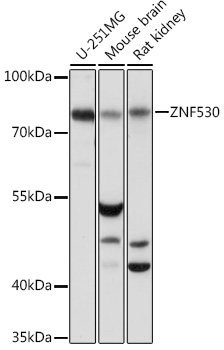 Anti-ZNF530 Antibody (CAB17278)