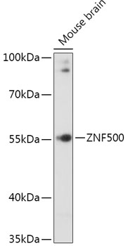 Anti-ZNF500 Antibody (CAB17672)