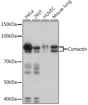 Anti-Cortactin Antibody (CAB9518)