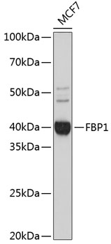 Anti-FBP1 Antibody