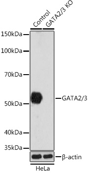 Anti-GATA2/3 [KO Validated] Antibody (CAB5083)