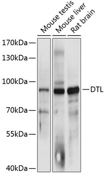 Anti-DTL Antibody (CAB12150)