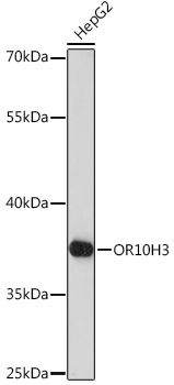 Anti-OR10H3 Antibody (CAB17133)