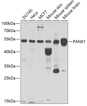 Anti-PANX1 Antibody (CAB6683)