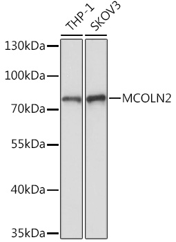 Anti-MCOLN2 Antibody (CAB18560)