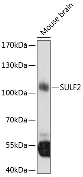 Anti-SULF2 Polyclonal Antibody (CAB8803)