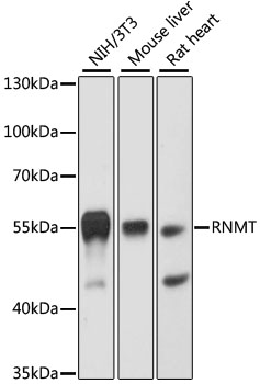 Anti-RNMT Antibody