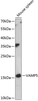 Anti-VAMP5 Antibody (CAB14371)