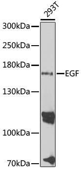 Anti-EGF Antibody (CAB2720)