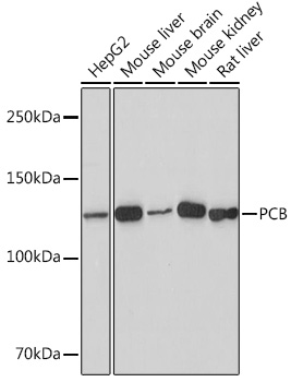 Anti-PCB Antibody (CAB8980)