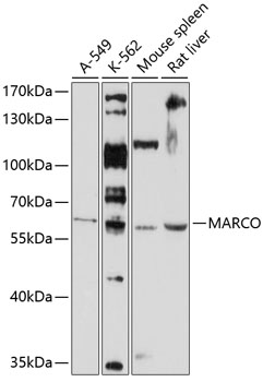 Anti-MARCO Antibody (CAB10048)