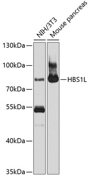 Anti-HBS1L Antibody (CAB10037)