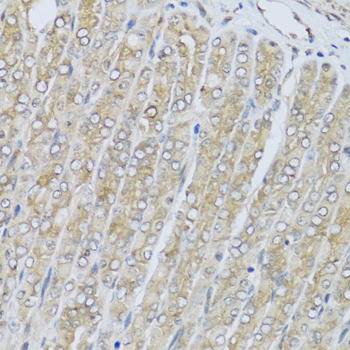 Anti-HRG Polyclonal Antibody (CAB8431)