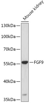 Anti-FGF9 Antibody (CAB6374)