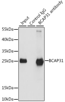 Anti-BCAP31 Antibody (CAB7056)