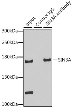 Anti-SIN3A Antibody (CAB1577)