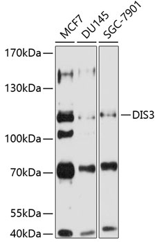 Anti-DIS3 Polyclonal Antibody (CAB8027)