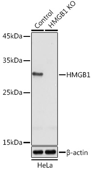 Anti-HMGB1 Antibody [KO Validated] (CAB2553)