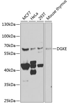 Anti-DGKE Antibody (CAB7752)