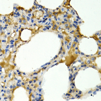 Anti-IL-9 Antibody (CAB1894)