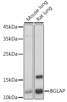 Anti-BGLAP Antibody (CAB14636)