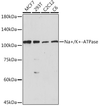 Anti-Na+/K+-ATPase Antibody (CAB7878)