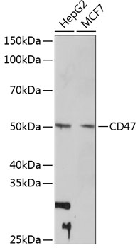 Anti-CD47[KO Validated] Antibody