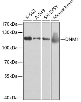 Anti-DNM1 Antibody (CAB2902)