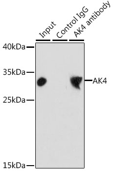 Anti-AK4 Antibody (CAB2050)