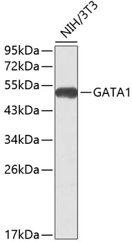 Anti-GATA1 Antibody (CAB0475)