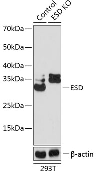 Anti-ESD Antibody [KO Validated] (CAB19863)