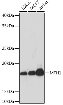 Anti-MTH1 Antibody (CAB3938)