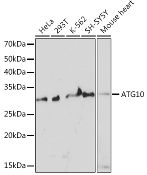 Anti-ATG10 Antibody (CAB6848)