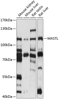 Anti-MASTL Antibody (CAB14294)