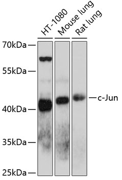 Anti-c-Jun Antibody (CAB11378)