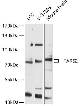 Anti-TARS2 Antibody (CAB12853)