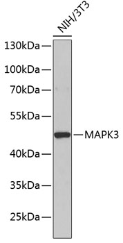 Anti-MAPK3 Antibody (CAB13344)