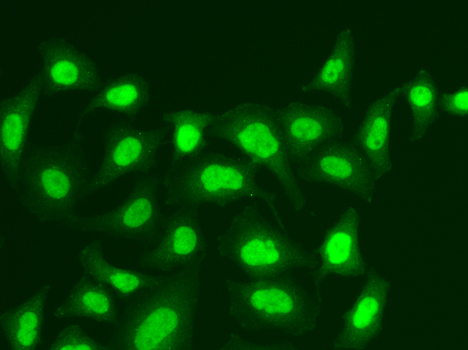 Anti-MPG Antibody (CAB5410)