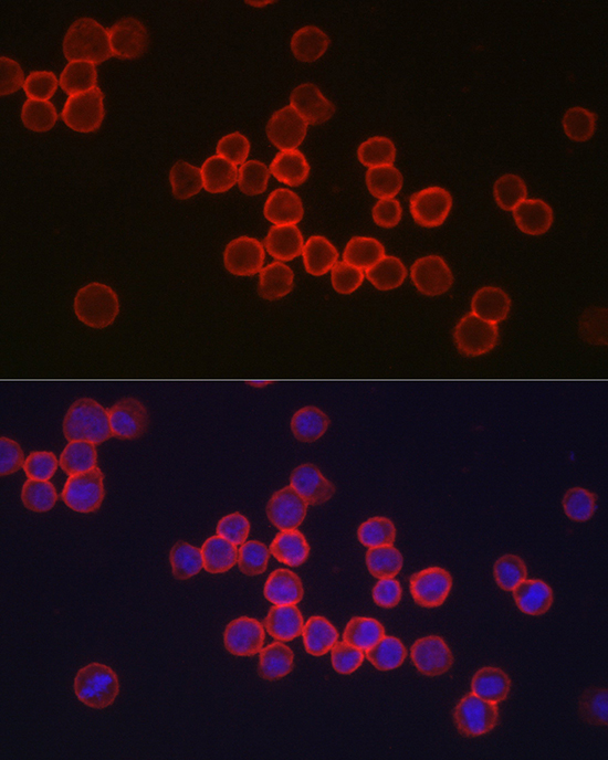 Anti-CD34 Antibody [KO Validated] (CAB7429)