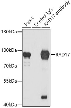 Anti-RAD17 Antibody (CAB5359)