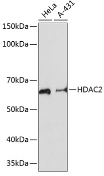 Anti-HDAC2 Antibody (CAB19626)