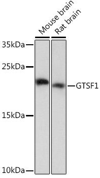 Anti-GTSF1 Antibody (CAB18534)