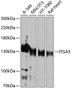 Anti-ITGA5 Antibody (CAB6209)