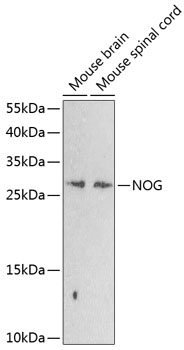 Anti-Noggin Polyclonal Antibody (CAB8305)