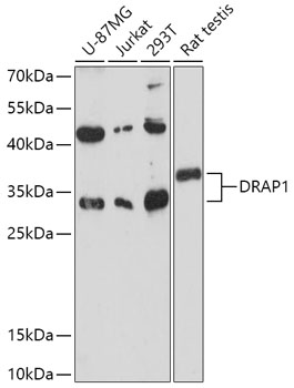 Anti-DRAP1 Antibody (CAB17616)