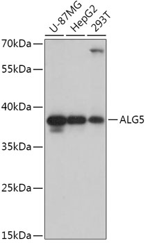 Anti-ALG5 Antibody (CAB17693)