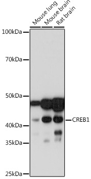 Anti-CREB1 Antibody [KO Validated] (CAB10826)